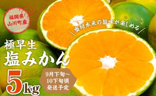 A155 福岡県山川産 極早生 塩みかん(緑) 5kg 【2025年9月下旬～10月下旬発送予定】 早採り 蜜柑