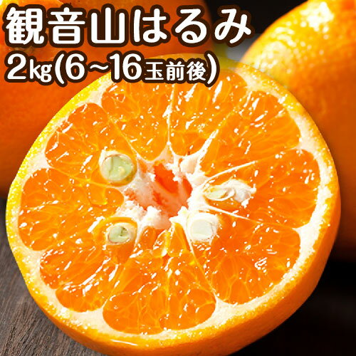 【ふるさと納税】観音山はるみ 2kg (約6玉-16玉前後) 有限会社柑香園《2026年2月中旬-2月末頃出荷》和歌山県 紀の川市 フルーツ 果物 柑橘 みかん 春見