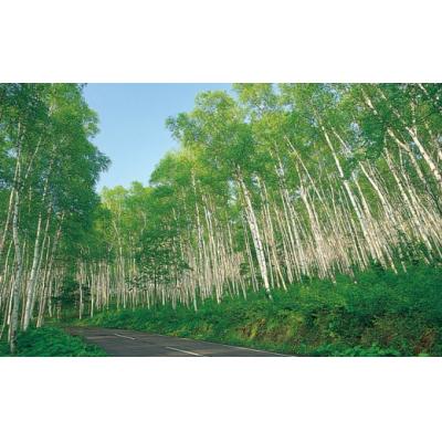 ふるさと納税 久慈市 「平庭高原はちみつ(とち)500g」国産 純粋 非加熱 無加糖 無添加 はちみつ |  | 03