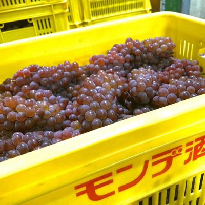 ふるさと納税 笛吹市 【2025年新酒ワイン】デラウェア　720ml　★オビワンさんデザインラベル★ |  | 03