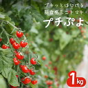【ふるさと納税】プチぷよ 1kg 埼玉県伊奈町 プチッとはじける新食感 ミニトマト ［2025年産・数量限定］