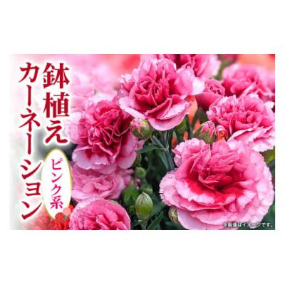 ふるさと納税 那珂市 【2026年5月上旬発送】鉢植えカーネーション(ピンク系) 5号