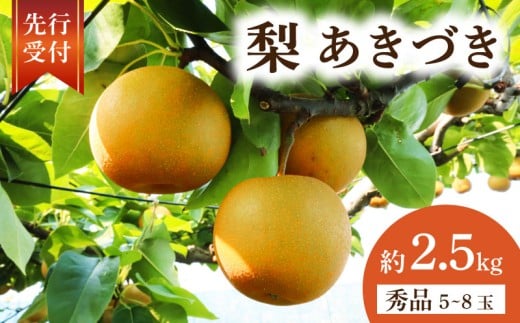 【2026年先行予約】 千葉県産 梨 あきづき 約 2.5kg 秀品 あきづき梨 なし 和梨 果物 果実 くだもの フルーツ 旬の果物 9月発送 2026 国産 千葉 千葉産 秋月 秋月梨 新鮮 鮮度 旬 厳選 贈答 贈り物 ふるさと納税 産地 送料無料 千葉県 旭市 齋藤園 ste002