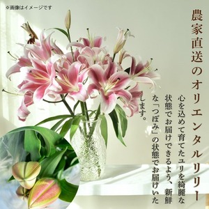  ユリ(オリエンタルリリー)3本 5ヶ月定期便【ユリ】