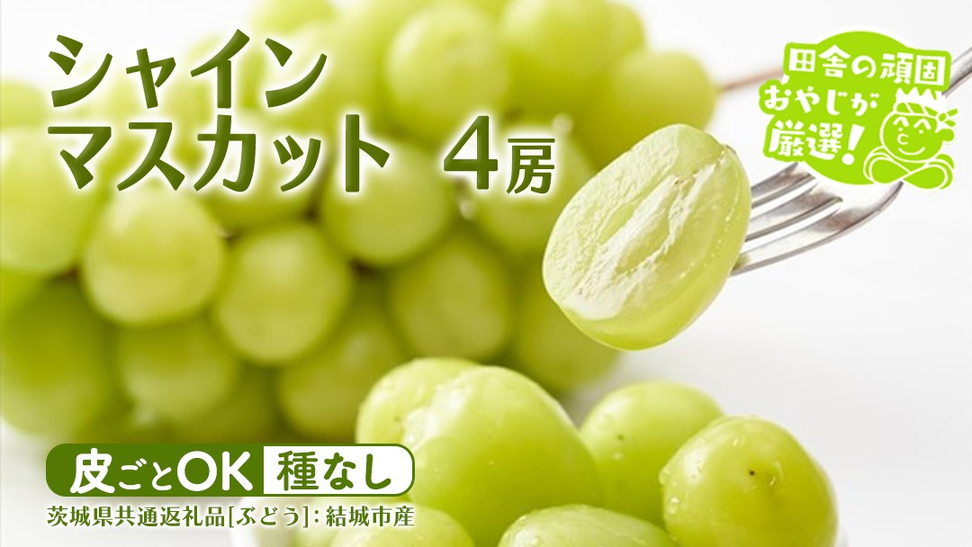 
                  シャインマスカット 4房 【2026年7月より発送開始】 （茨城県共通返礼品 [ぶどう]：結城市産） 田舎の頑固おやじが厳選！ マスカット 種なし ギフト 高糖度 大粒 甘い 美味しい フルーツ
                