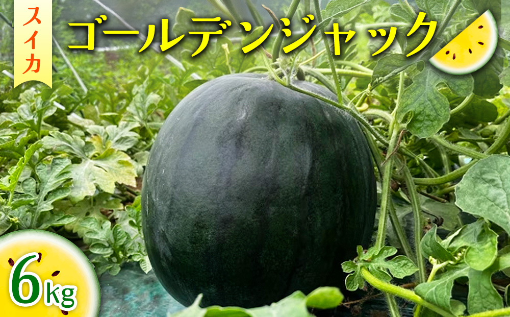 2026年産 スイカ ゴールデンジャック 6kg ｜茨城県産 産地直送 甘い あまい 種なし ※2026年6月～発送