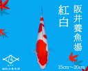 【ふるさと納税】阪井養魚場 錦鯉 紅白 当歳 1匹 ※写真は令和4年度に実際に寄附者へ発送した鯉です※ 【 生き物 魚 飼育 錦鯉 鯉 紅白 三色 優勝 受賞 稚魚 】 お届け：12月～3月　054001