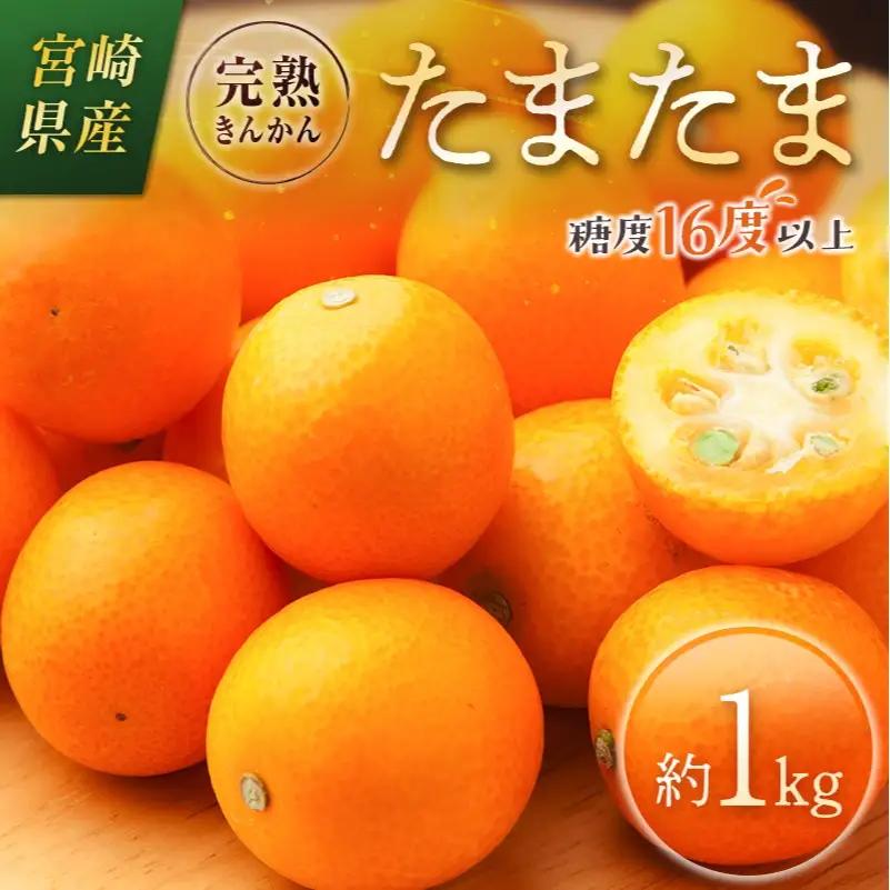 ＜2027年発送＞完熟きんかん「たまたま」約1kg 糖度16度以上 ブランド 金柑 柑橘 宮崎県産