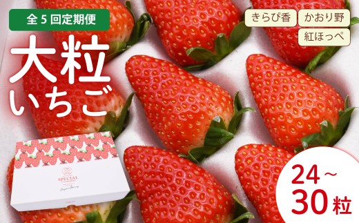 5ヶ月定期便  先行予約  2027年1月～2027年5月発送 ▼ いちご 大粒 24～30粒 苺 旬 産地直送 フレッシュ イチゴ 紅ほっぺ きらぴ香 かおりの フルーツ 果物 ichigo strawberry itigo タルト ショートケーキ 国産 ジャパンベリー 静岡県 藤枝市