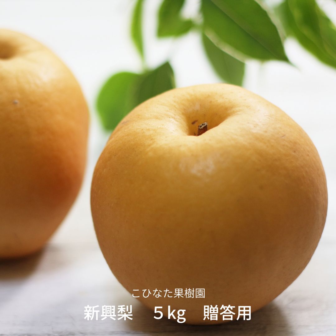 【ふるさと納税】新興梨 5kg 贈答用 [2025年発送分] 令和7年産 和梨 新潟 三条 燕三条 果物 [こひなた果樹園] 【015S190】