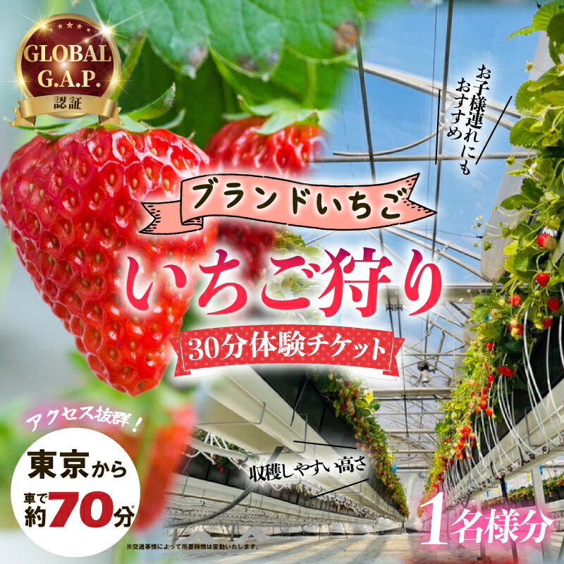 【ふるさと納税】 いちご狩り 1名様分 30分 体験チケット 10種類 食べ比べ 関東 予約 最新鋭 いちご ストロベリー ブランドいちご 特別栽培 果物 入園券 券 カップル 夫婦 友人 友達 子連れ フルーツ狩り 果物狩り アクセス 観光 リッチフィールド株式会社 湘南 藤沢 神奈川
