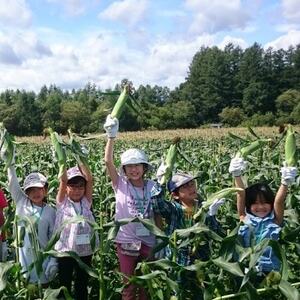 先行受付【十勝ガールズ農場】直送 朝もぎつぶつぶ「あま～いゴールドとうもろこし」10本【配送不可地域：離島】【1462030】