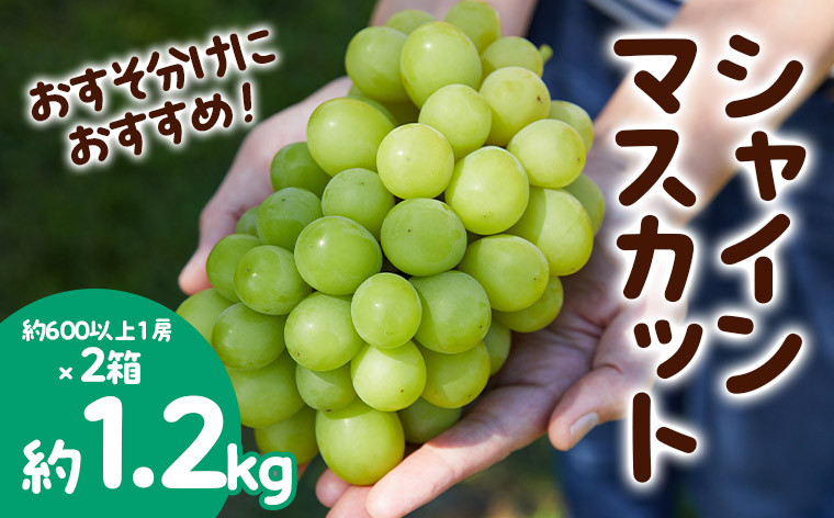 
おすそ分けにおすすめ！シャインマスカット 秀品 約1.2kg(約600g以上1房×2箱) 【令和6年産先行予約】FS23-766 フルーツ くだもの 果物 山形 山形県 山形市 ぶどう 葡萄 ブドウ 2024年産
