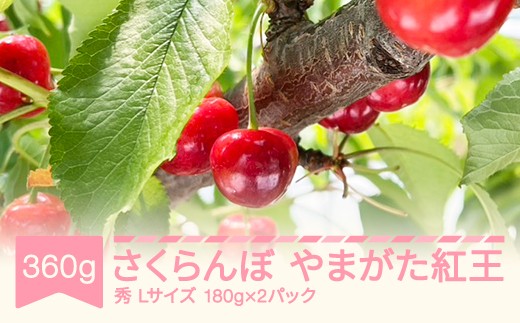 【先行予約】さくらんぼ やまがた紅王 2027年産 令和9年産 Lサイズ 360g(180g×2) バラ詰め 山形県産 フルーツ 果物 くだもの サクランボ ※沖縄・離島への配送不可 sb-ybslx360