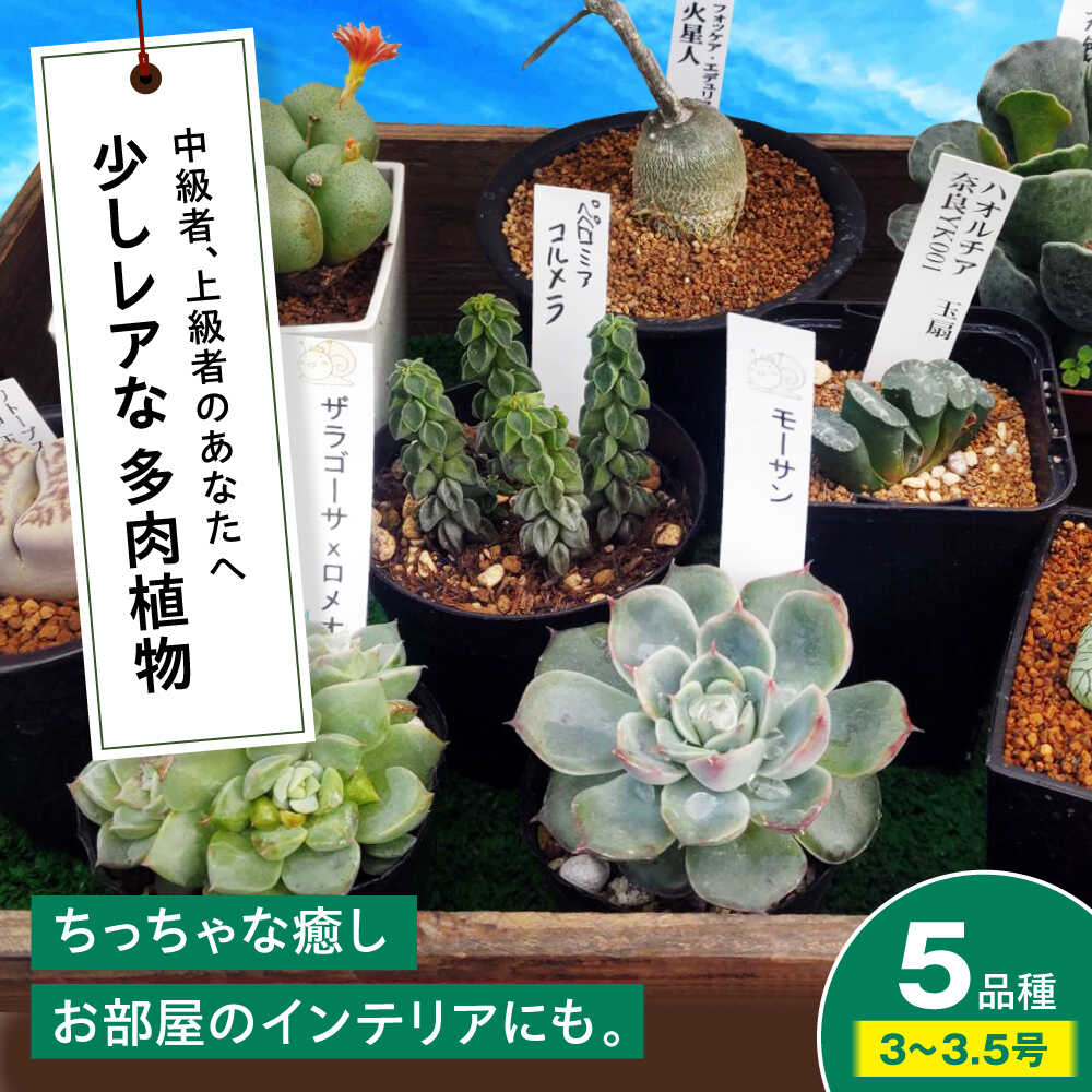 【ふるさと納税】観葉植物【多肉植物】 少しレアな5品種5鉢セット 植物 レア セット 珍しい 多肉植物 レア 中級者 上級者 多肉ポット 玄関 インテリア オフィス 癒し おしゃれ かわいい グリーン 多肉 セット 鉢 鉢花 植物 室内 三次市/園芸王国パスタイム[APCJ003]