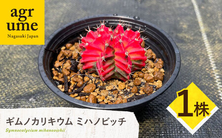 ギムノカリキウム ミハノビッチ 1株 Gymnocalycium mihanovichii 長与町/アグリューム[EAI222] 