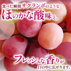 【先行受付：2026年発送】信州産 クイーンルージュ® 家庭用 約1.2kg(2房～3房)