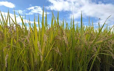 令和7年産 コシヒカリ 精米 10kg 米 コメ ごはん ご飯 食品 F24R-228