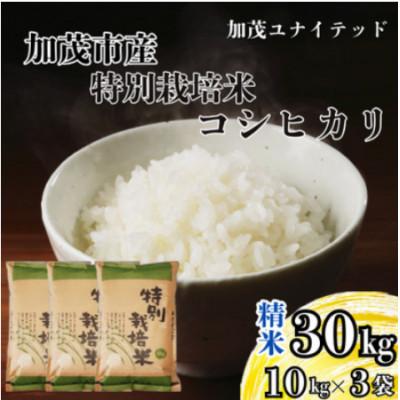 ふるさと納税 加茂市 【発送月固定定期便】特別栽培米コシヒカリ精米30kg　2026年10月上旬より順次発送全3回