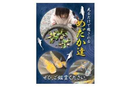 ミックス めだか 5種以上 計20匹+死着保障1匹 喜来めだか《30日以内に出荷予定(土日祝除く)》【配送不可地域あり】喜来めだか 徳島県 美馬市 めだか 生き物 旧喜来小学校 改良めだか専門店 鑑賞