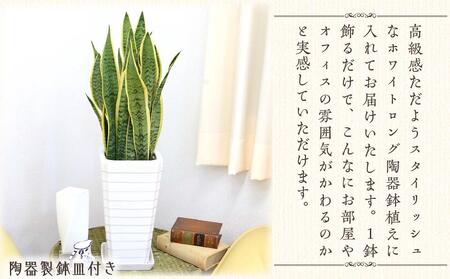 【2024年3月下旬発送】サンスベリア 7号 ホワイト陶器鉢 Gタイプ 高さ:約70～ 90cm 土の表面：ウッドチップ 【観葉植物 インテリア 部屋 おしゃれ 植物 鉢付 観葉植物 インテリア 観葉