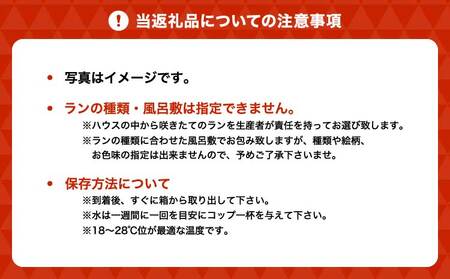 蘭 胡蝶蘭 ミディ胡蝶蘭 華あかり プレミアム 2本立ち