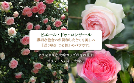 【母の日】バラ 花鉢 6号 ピエール・ドゥ・ロンサール 産地直送 [5月7日～10日 お届け] 四季咲き 花 ガーデニング 生産量 日本一 天皇杯 ※沖縄 離島配送不可 薔薇 セントラルローズ [mt