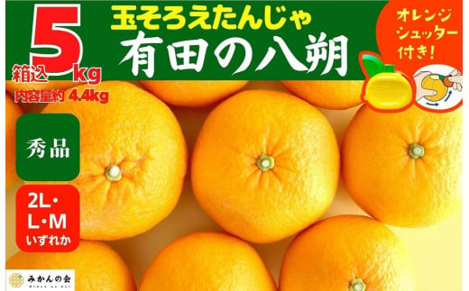 
八朔 (はっさく) 秀品 玉ぞろい 箱込 5kg(内容量約 4.4kg) 2L L Mサイズのいずれか 和歌山県産 産地直送【おまけ付き】【みかんの会】
