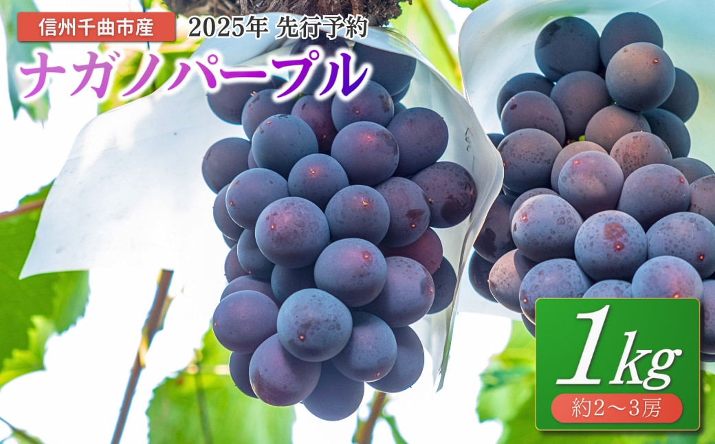 
            ぶどう ナガノパープル 1kg(2~3房)｜ 葡萄 黒ぶどう フルーツ 果物 千曲市 長野県産 信州
          
