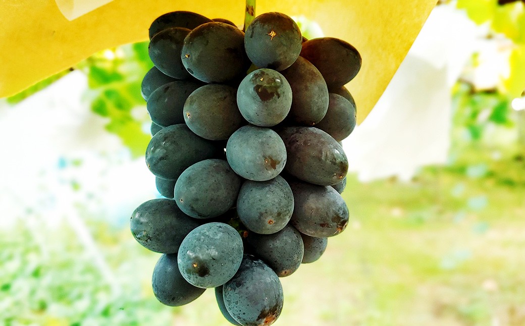 たっぷり日光を浴びたみずみずしい 種無しぶどう3種セット （シャインマスカット＋旬なぶどう） 2kg