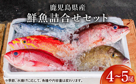 2531 鹿児島県産鮮魚詰合せセット（４～５尾）