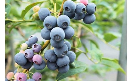 冷凍 ブルーベリー 1kg 急速冷凍 ブルーベリー フルーツ 果物 くだもの スムージー ジャム 朝食 デザート 特産品 人気 国産 旬 ブルーベリー 金山パイロットファーム 三重県 熊野市【knpr