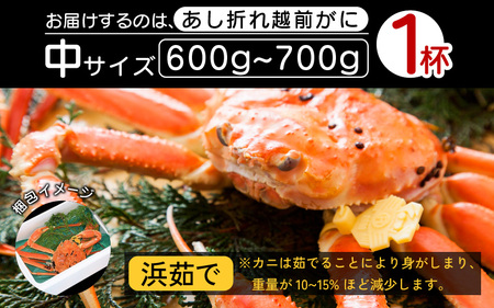 【訳あり】越前がに本場の越前町からお届け！足折れ 越前がに 浜茹で 中サイズ（生で600～700g） × 1杯【12月発送分】【かに カニ 蟹】【福井県 越前町 雄 ズワイガニ ボイル 冷蔵 越前ガニ