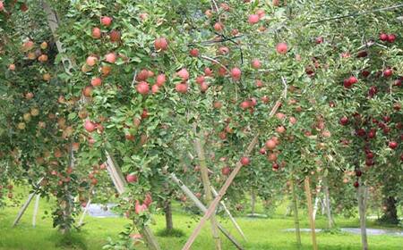 《2026年発送先行予約》山形県産 葉取らず完熟サンふじりんご 秀 約2kg 林檎 リンゴ フルーツ 果物 くだもの 山形県 中山町 F4A-1007