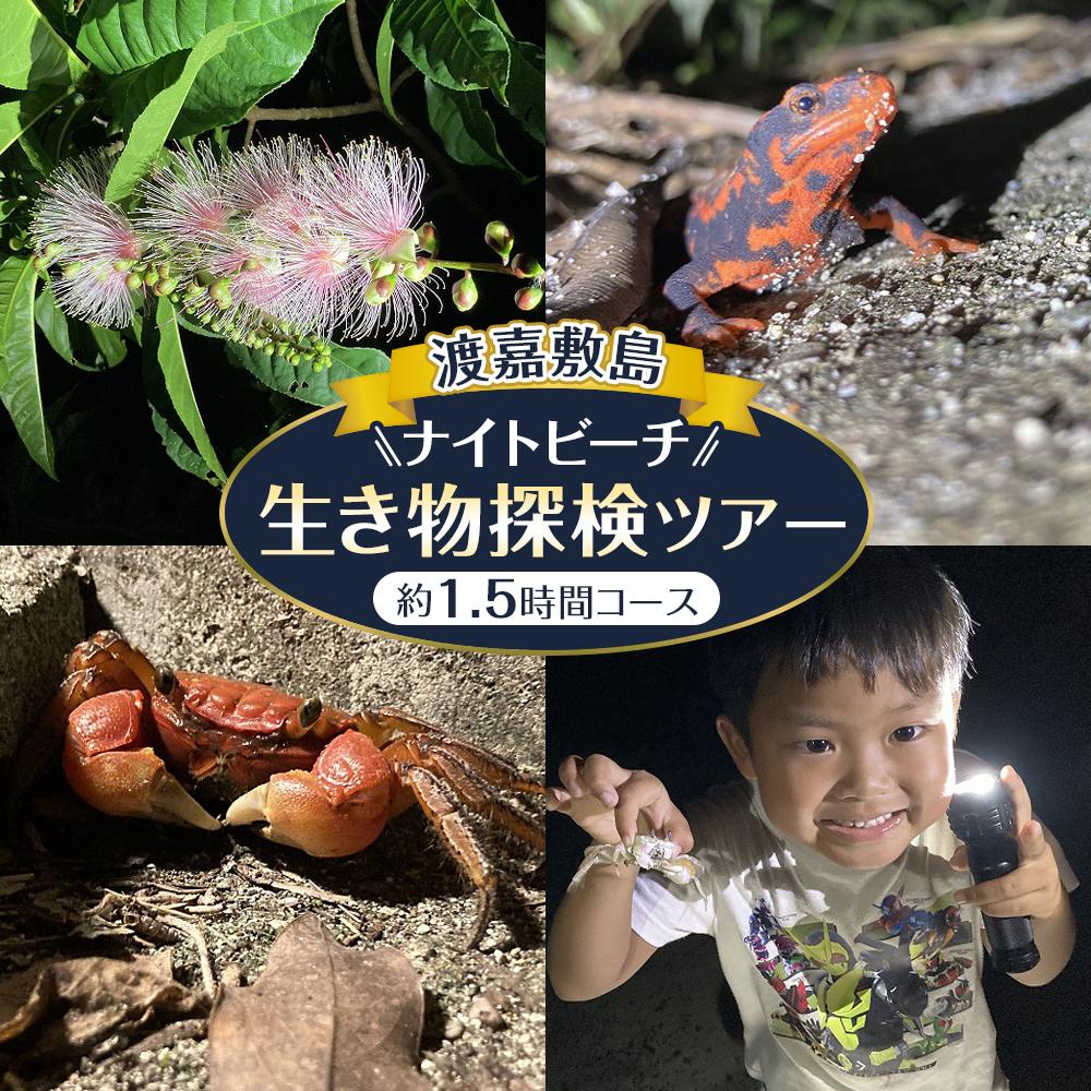 【ふるさと納税】【渡嘉敷村】】ナイトビーチ 生き物探検ツア 渡嘉敷島 約1.5時間コース ガイドツア | リゾート 沖縄 渡嘉敷村 とかしき 観光 旅行 トラベル ホテル クーポン チケット 予約 宿泊 おすすめ 人気 春 夏 秋 冬