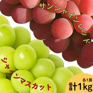 【2026年発送★先行予約】サンシャインレッド・シャインマスカット２房セット　1ｋｇ以上| ふるさと納税 シャインマスカット 笛吹市 国産 人気 期間限定 ぶどう ブドウ 葡萄 旬 果物 フルーツ 山梨県 送料無料 | 167-165-26y