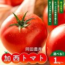 【ふるさと納税】トマト 1kg～4kg 加西トマト 2025年度産 兵庫県産 野菜 とまと 完熟 高糖度 濃厚 甘い 賞 受賞 糖度 減農薬 夏野菜 あまい お取り寄せ 冷蔵配送　お届け：2025年2月下旬～2025年7月下旬