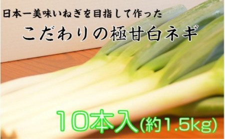 1767R_【7月から配送開始】冷蔵発送/小田農園の極甘白ネギ1.5kg