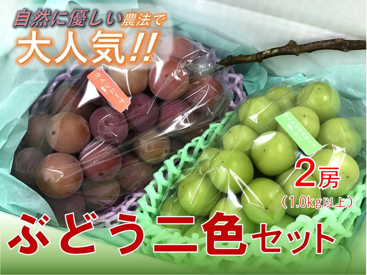 【ふるさと納税】 ＜2026年発送先行予約＞【自然に優しく美味しい葡萄2色セット2房】栽培期間中の農薬削減で美味しいシャインマスカットと赤葡萄(1kg以上) ふるさと納税 おすすめ 山梨県 南アルプス市 送料無料 ALPEF009
