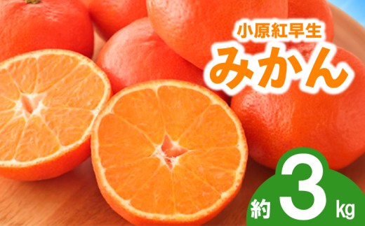 先行予約 みかん 蜜柑 約3kg 小原紅早生 小原紅早生みかん さぬき紅 金時紅 柑橘 オレンジ 果物 フルーツ 果実 旬 贈答用 プレゼント ギフト 11月下旬～12月下旬 配送 香川県 丸亀市