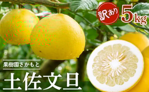 【2026年2月より発送】 高知県産 土佐文旦 訳あり 5kg ぶんたん 人気 旬 柑橘 フルーツ 果物 家庭用 みかん 国産 ブランド ビタミン 生産者 産地 須崎市 KJS020-xx