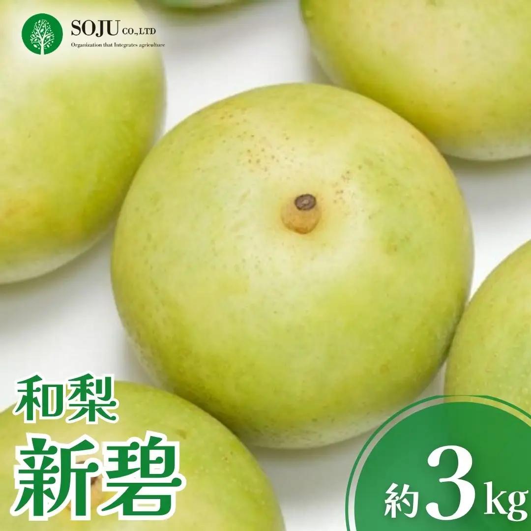 新潟オリジナル和梨 新碧 約3kg 令和8年度 しんみどり 日本梨 新潟県 三条市産 三条果樹専門家集団