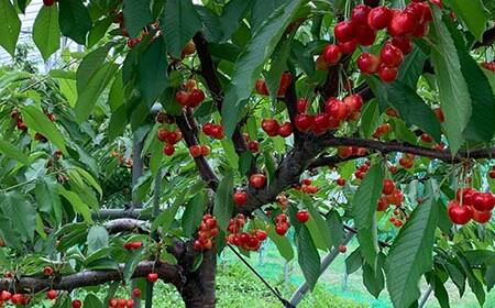 【2027年先行予約】山形県産 さくらんぼ やまがた紅王 特秀品 2Lサイズ 800g（200g×4） FSY-2147