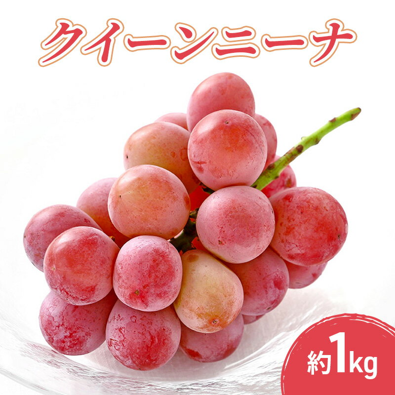 【ふるさと納税】クイーンニーナ 1kg 果物 フルーツ ぶどう 長野県　お届け：2026年9月下旬～10月下旬