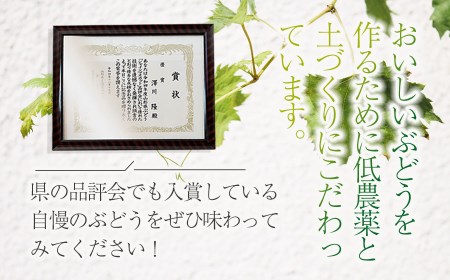 【令和8年産先行予約】シャインマスカット 1kg（2房）山形県鶴岡市産　さわかわ農園
