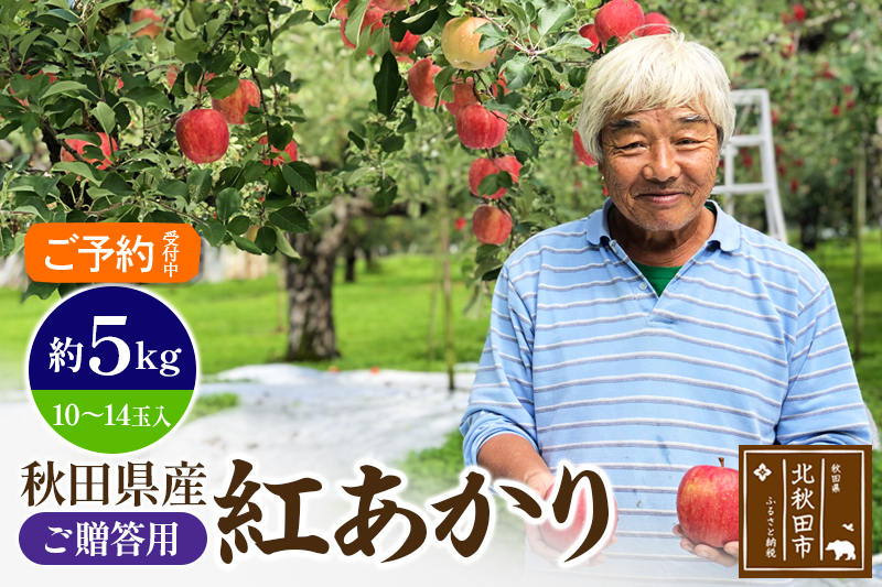 ＜先行予約＞りんご 紅あかり（ご贈答用）約5kg (10～14玉入) 伊東さんの「伏影りんご」 令和5年産 秋田県産 個数限定 リンゴ マタギのりんご