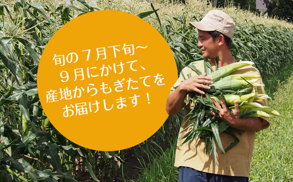 【先行予約】北海道 千歳産 とうもろこし 1本430ｇ以上 10本 恵味シリーズの中からおまかせで1種類 野菜 トウモロコシ 甘い 旬 夏 BBQ ＜ふぁーむあんざわ＞