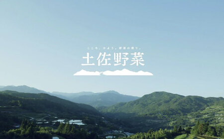 『定期便』【栽培期間中農薬・化学肥料不使用】土佐の太陽をいっぱいに浴びた旬の野菜セット小（6回配送）