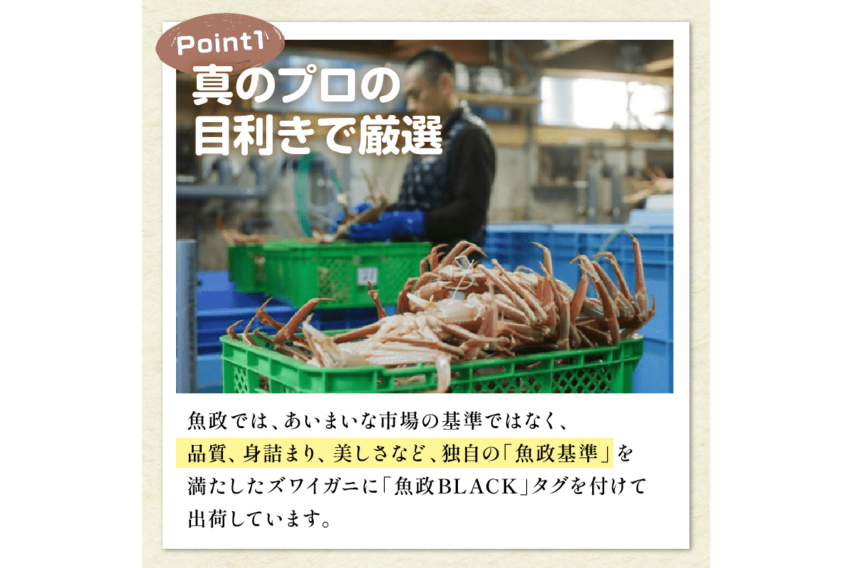 訳あり　【蟹の匠 魚政】茹で　プレミアムズワイガニ 魚政BLACK（松葉ガニ・越前ガニ） 中サイズ（800～900g） 2匹セット(1月～3月発送）  松葉蟹 蟹 かに カニ ガニ がに ボイル まる