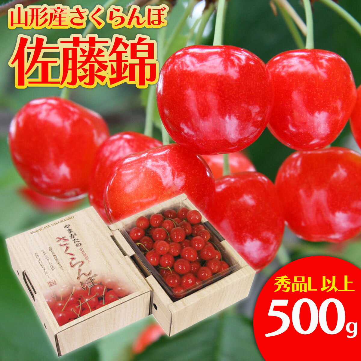 【ふるさと納税】さくらんぼ 佐藤錦 Lサイズ 500g 【令和8年産先行予約】FS25-560 くだもの 果物 フルーツ 山形 山形県 山形市 お取り寄せ 2026年産